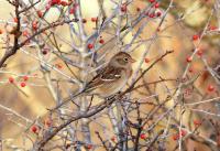 Field Sparrow 